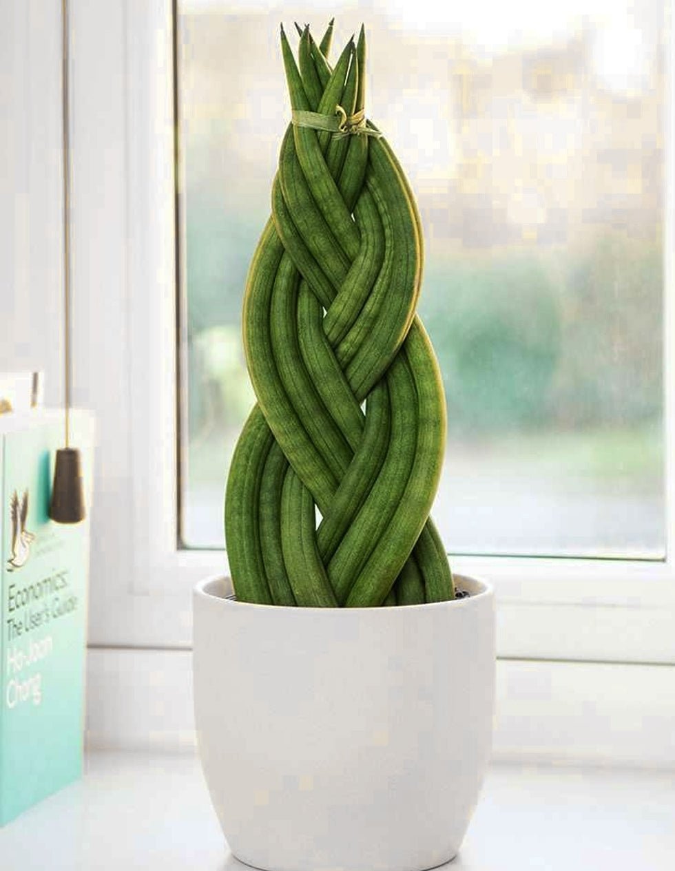 Snake Plant triangularis (Sansevieria cylindrica) - Ladybird Nursery