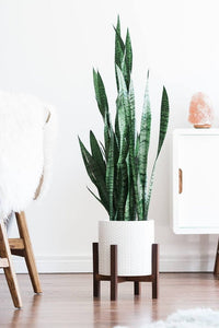 Sansevieria
