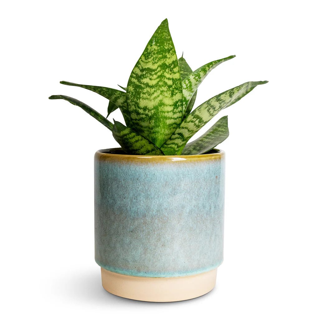 Bird's Nest Snake Plant Hahnii (Sansevieria trifasciata) - Ladybird Nursery
