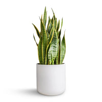 Variegated Snake Plant Laurentii (Sansevieria trifasciata)