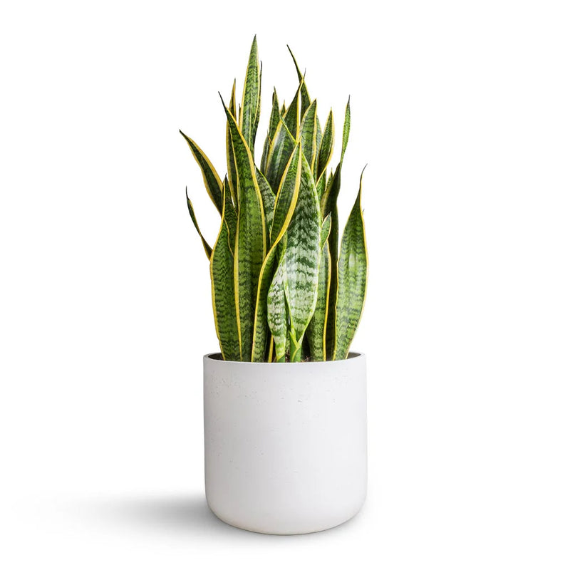 Variegated Snake Plant Laurentii (Sansevieria trifasciata)