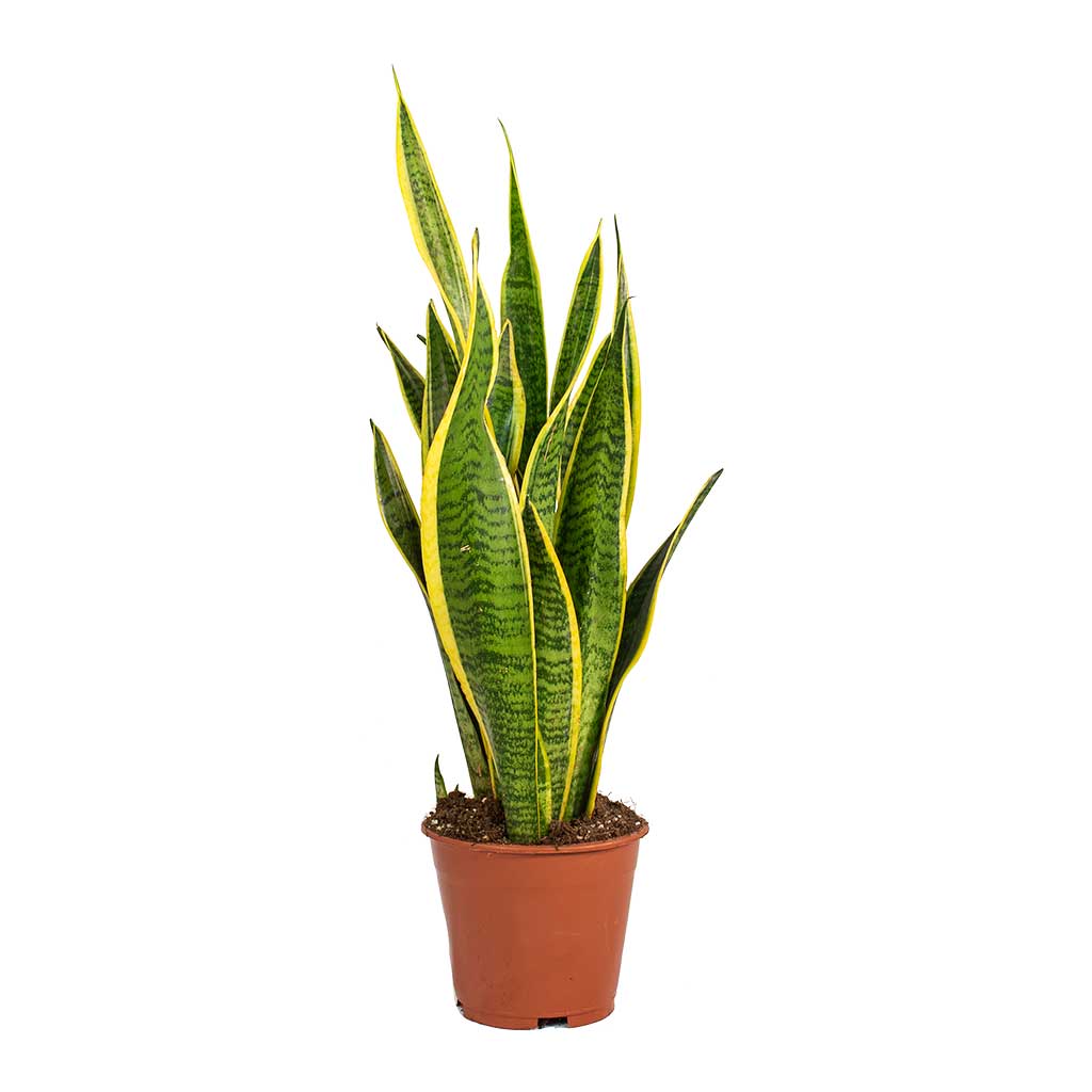 Variegated Snake Plant (Sansevieria trifasciata)