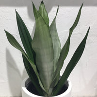 Sansevieria 'Silbersee' (Sansevieria trifasciata) - Ladybird Nursery