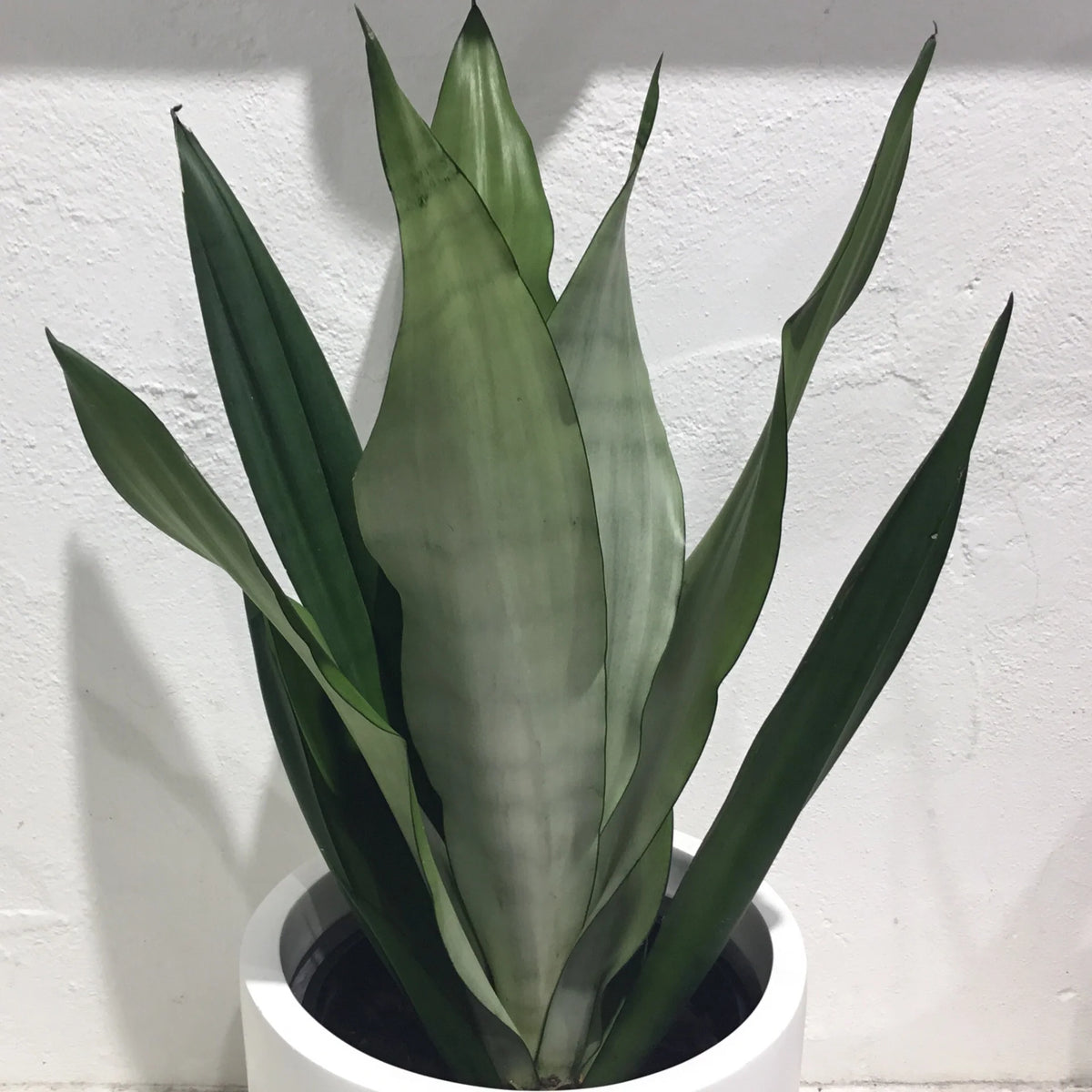 Sansevieria 'Silbersee' (Sansevieria trifasciata) - Ladybird Nursery