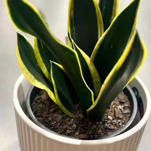 Sansevieria 'Superba Black Gold'