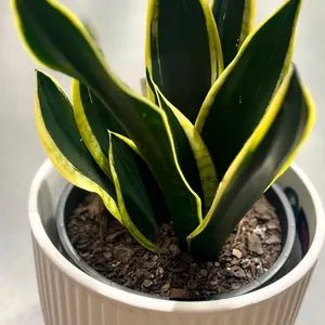 Sansevieria 'Superba Black Gold' - Ladybird Nursery