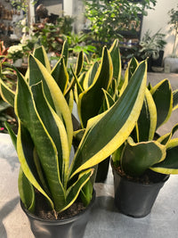 Sansevieria 'Superba Black Gold'
