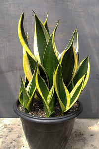 Sansevieria 'Superba Black Gold'