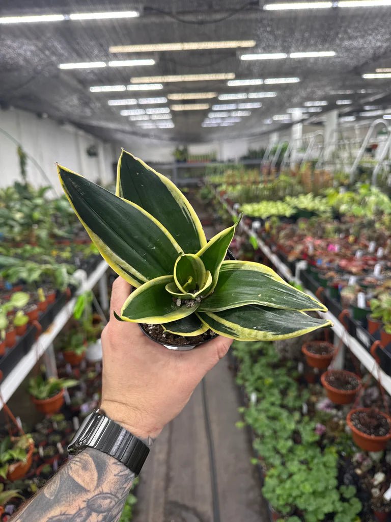Snake Plant 'Lotus' (Sansevieria hahnii) - Ladybird Nursery
