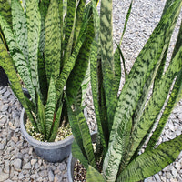 Sansevieria 'Trifasciata' - Ladybird Nursery
