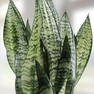 Sansevieria 'Trifasciata' - Ladybird Nursery