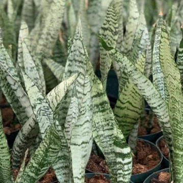 Sansevieria trifasciata - Large - Ladybird Nursery