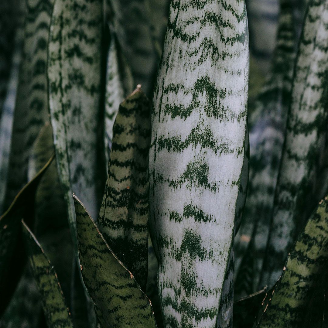 Sansevieria 'Trifasciata' - Ladybird Nursery