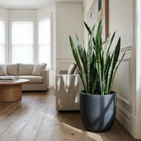 Sansevieria trifasciata - Large - Ladybird Nursery