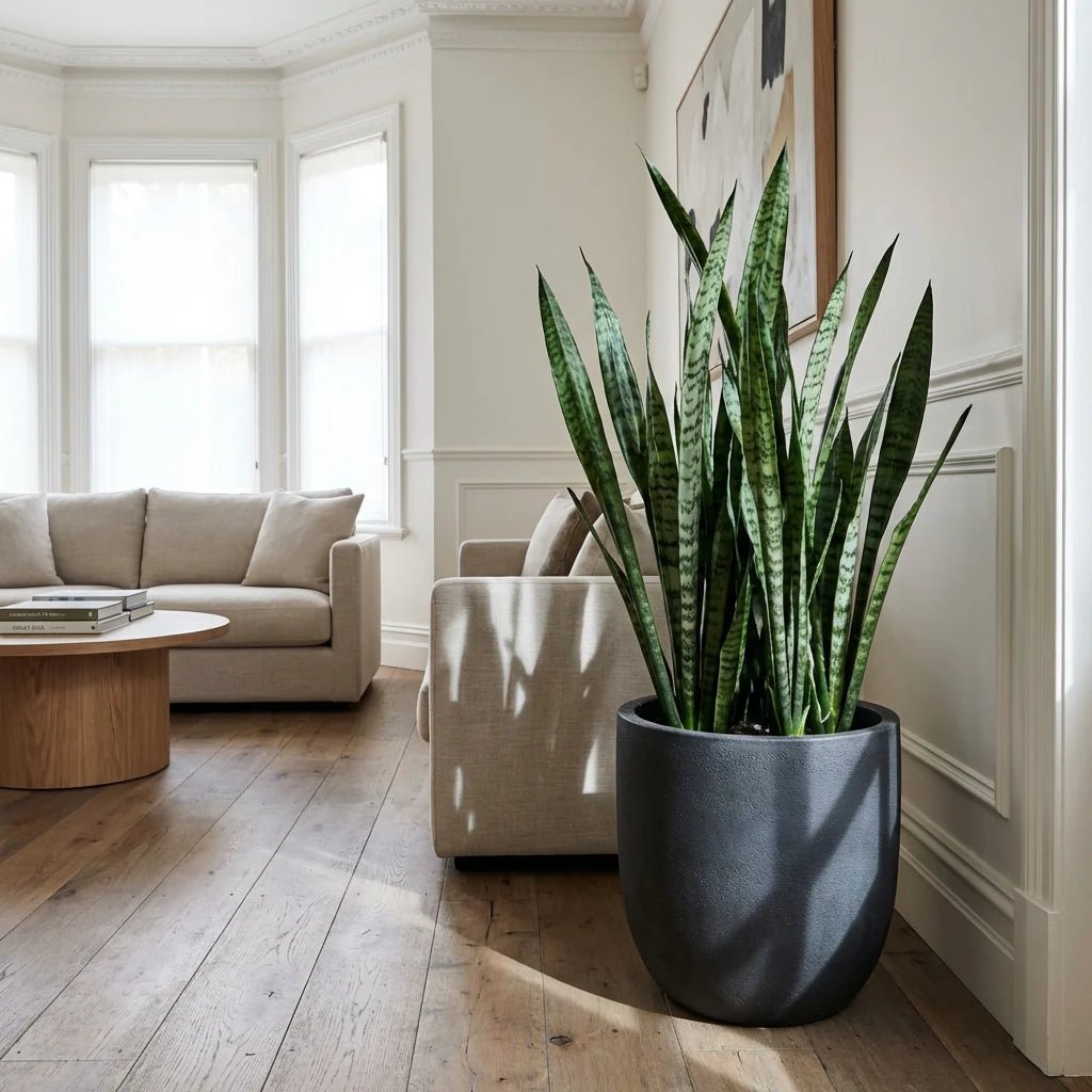 Sansevieria trifasciata - Large - Ladybird Nursery