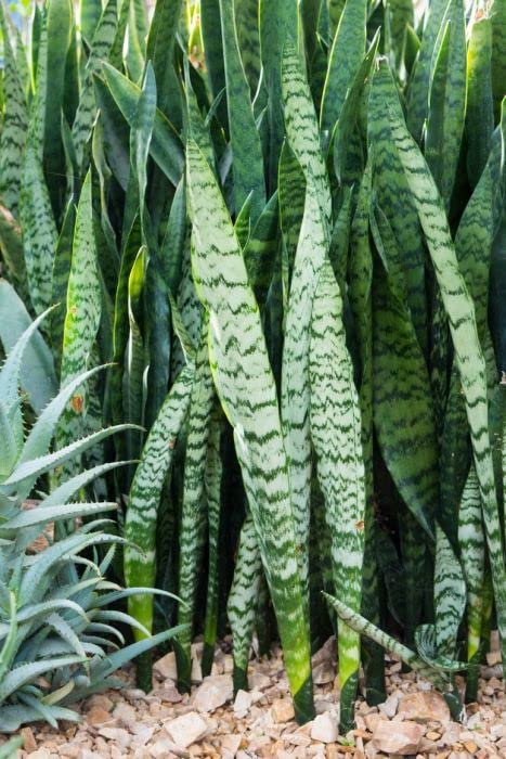 Sansevieria trifasciata - Large - Ladybird Nursery