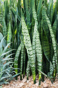 Sansevieria trifasciata - Large - Ladybird Nursery
