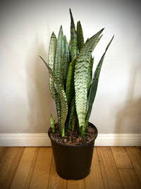 Sansevieria 'Trifasciata' - Ladybird Nursery