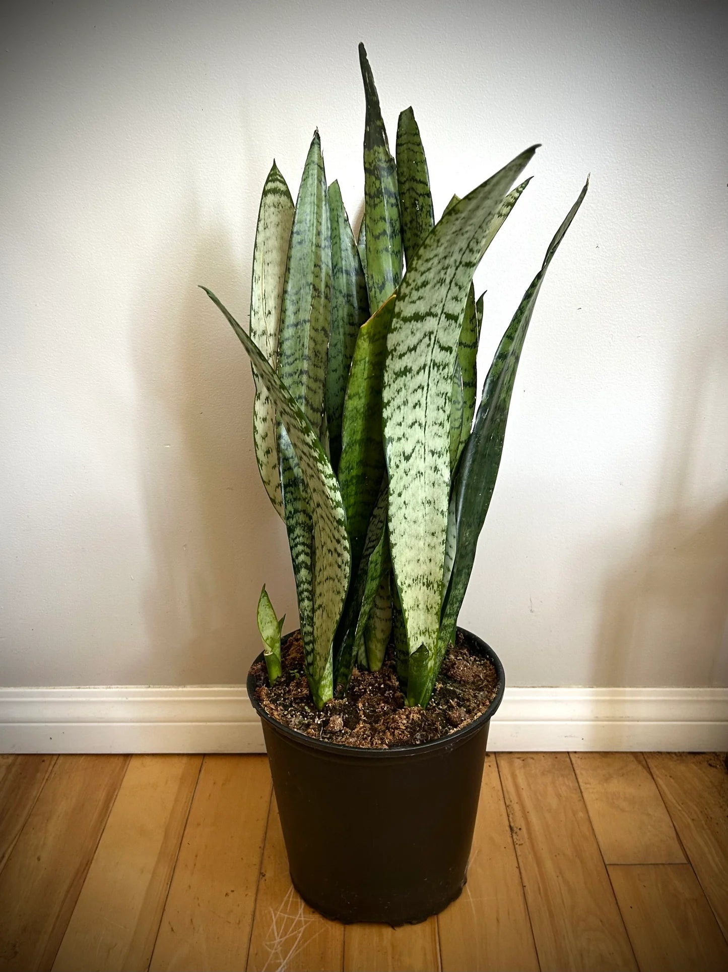 Sansevieria 'Trifasciata' - Ladybird Nursery