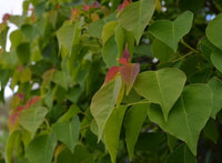 Chinese Tallow Tree Form (Triadica sebifera)