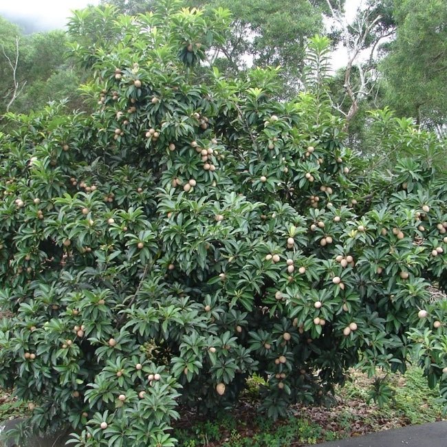 Sapodilla BKD110 - Ladybird Nursery