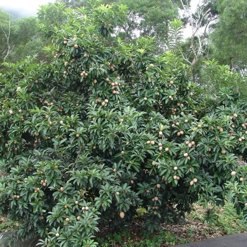 Sapodilla BKD110 - Ladybird Nursery