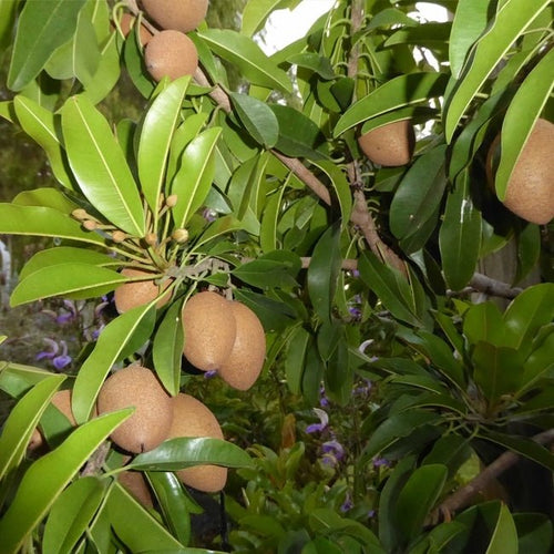 Sapodilla BKD110 - Ladybird Nursery