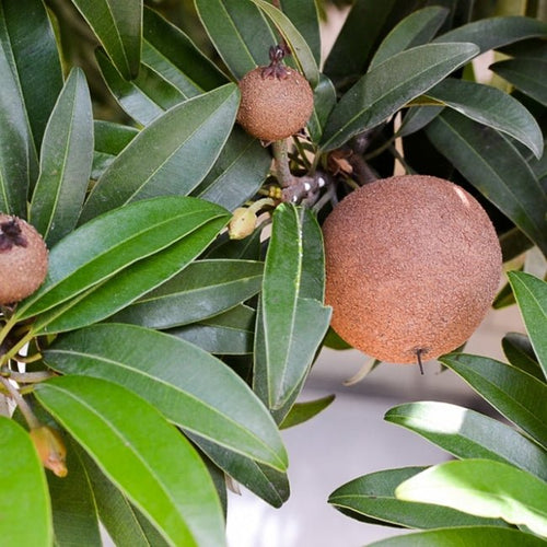 Sapodilla BKD110 - Ladybird Nursery