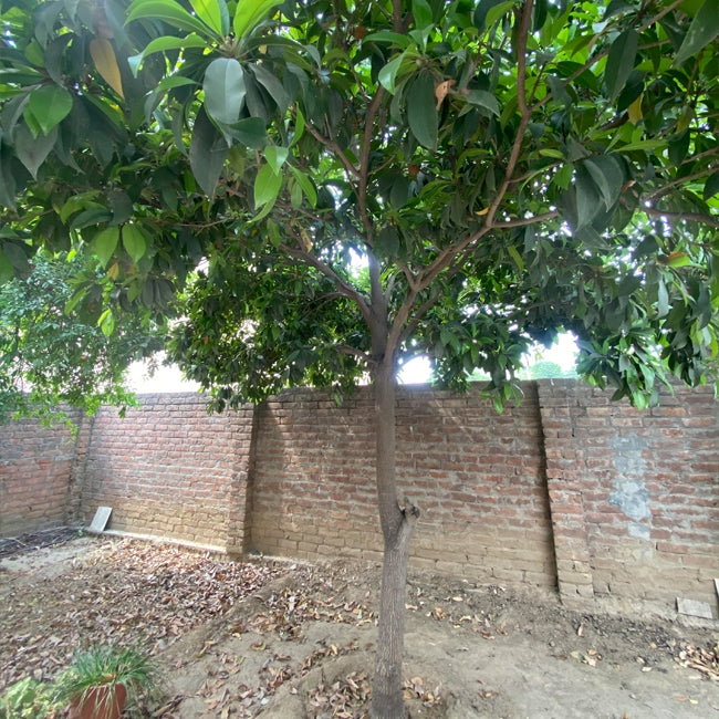 Sapodilla Krasuey Grafted
