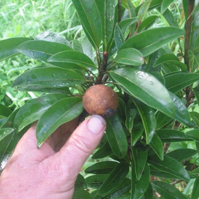 Sapodilla Krasuey Grafted