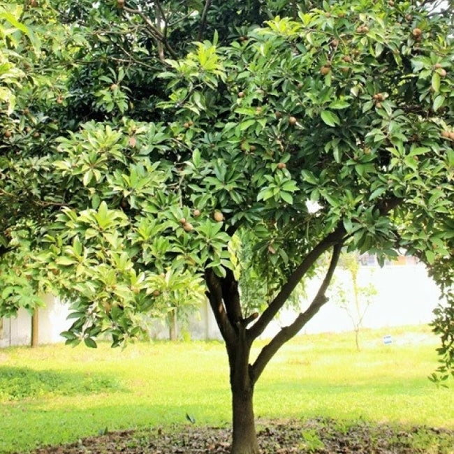 Sapodilla Ponderosa