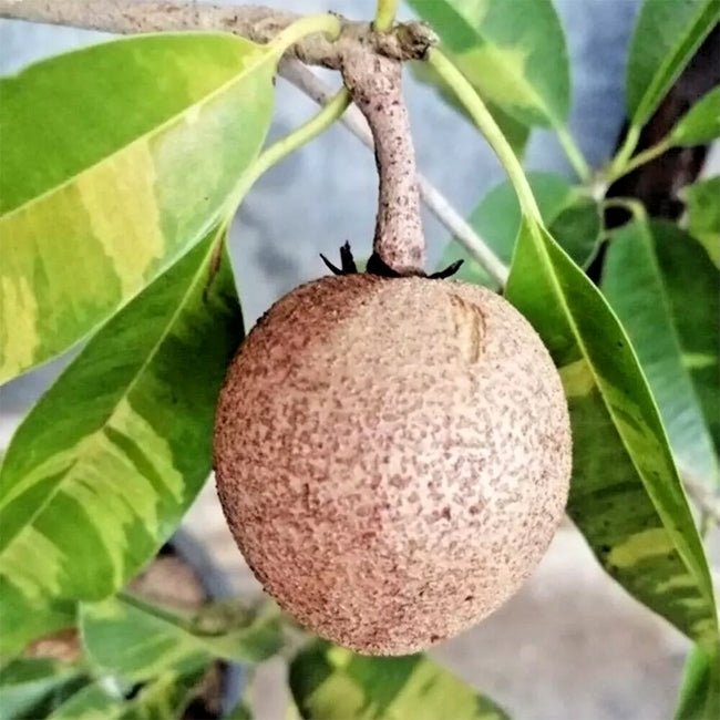 Sapodilla Ponderosa - Ladybird Nursery