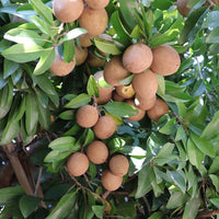 Sapodilla Prolific