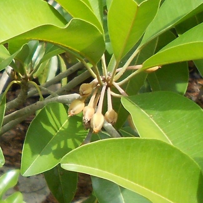 Sapodilla Prolific - Ladybird Nursery