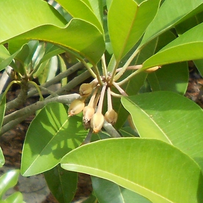 Sapodilla Prolific