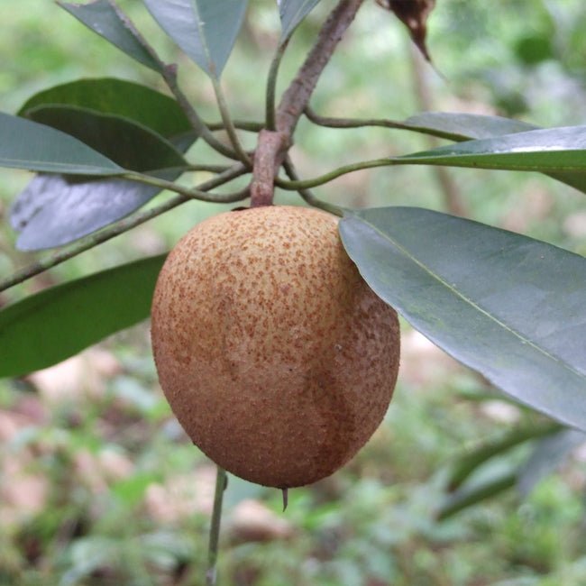 Sapodilla Prolific - Ladybird Nursery