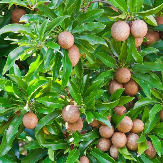 Sapodilla Sawo Manila