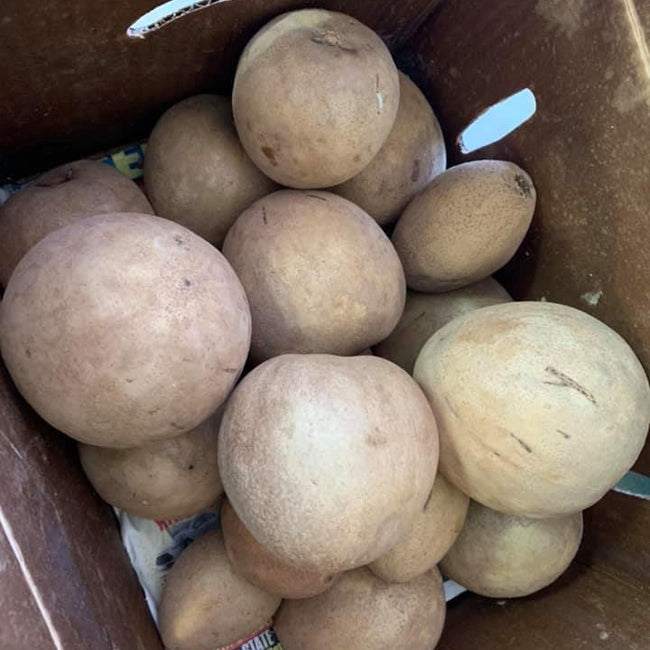 Sapodilla Sawo Manila