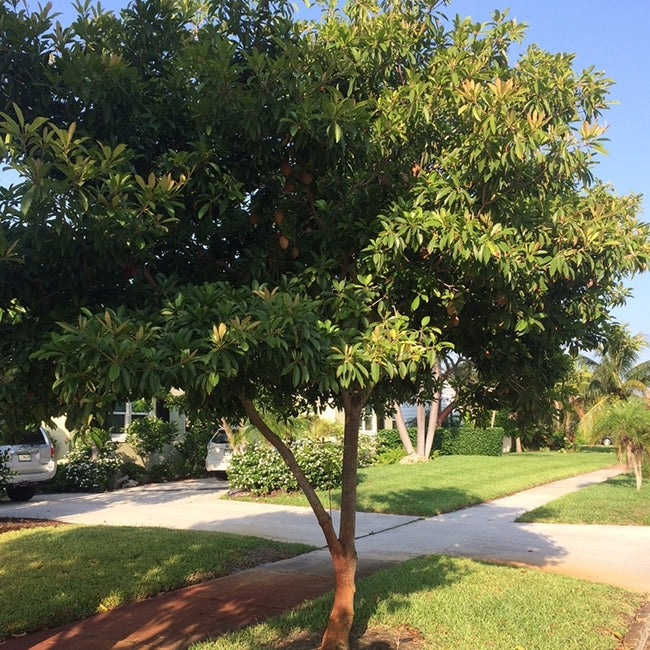 Sapodilla Seedling