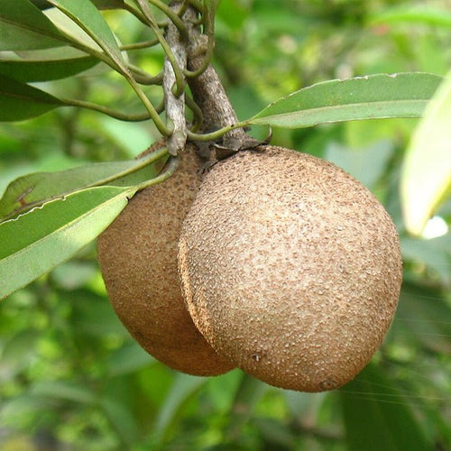 Sapodilla Seedling - Ladybird Nursery