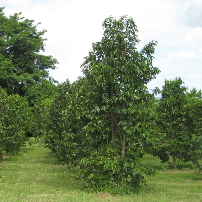 Sapodilla Tropical - Ladybird Nursery