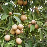 Sapodilla Tropical