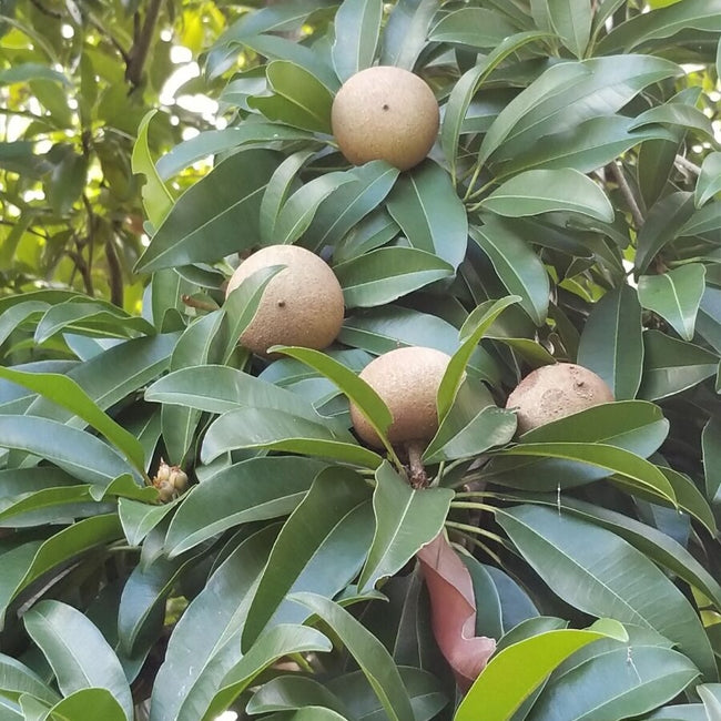 Sapodilla Tropical