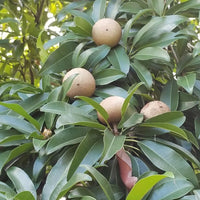 Sapodilla Tropical