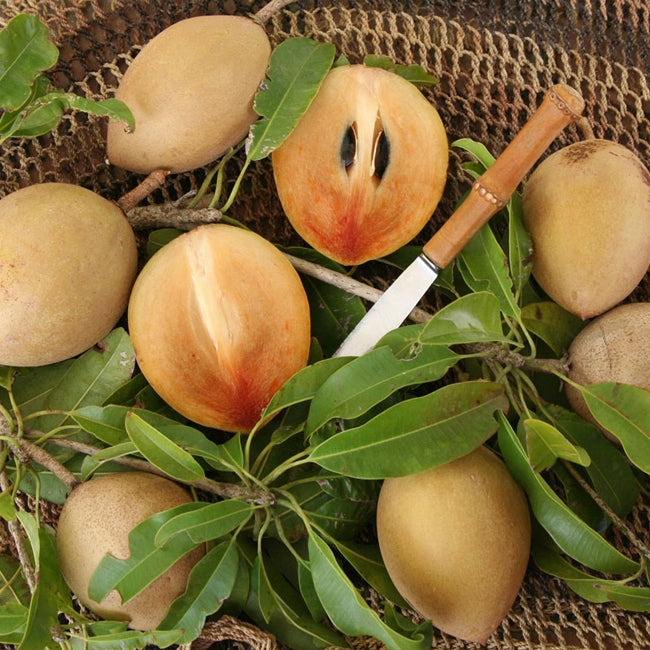 Sapodilla Tropical
