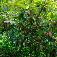 Sapodilla (Cheeku, Sapoda) - Ladybird Nursery