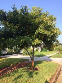 Sapodilla (Cheeku, Sapoda) - Ladybird Nursery