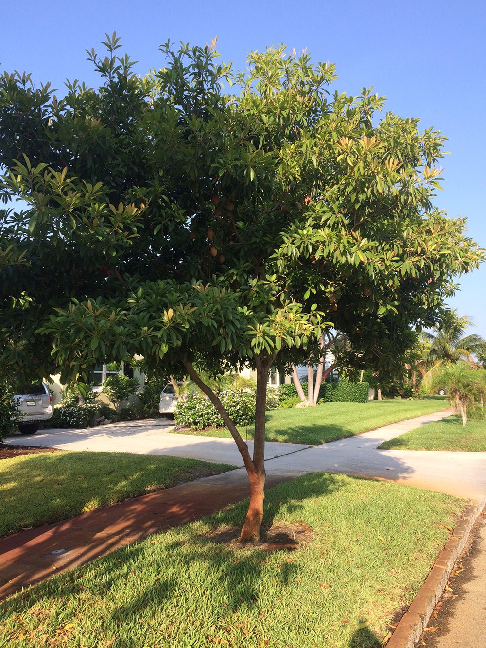Sapodilla (Cheeku, Sapoda) - Ladybird Nursery