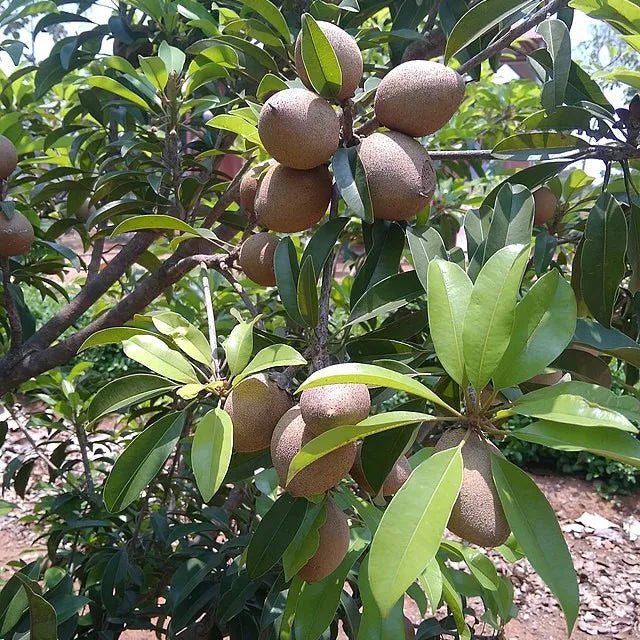 Sapodilla (Cheeku, Sapoda) - Ladybird Nursery