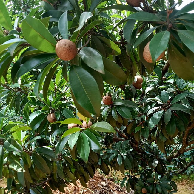 Sapodilla - Ladybird Nursery